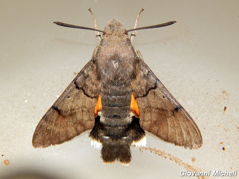 Macroglossum stellatarum